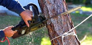 Best Tree Preservation Services  in Dallas, OR