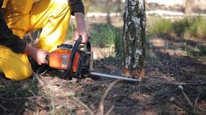 Best Arborist Consultation Services  in Dallas, OR