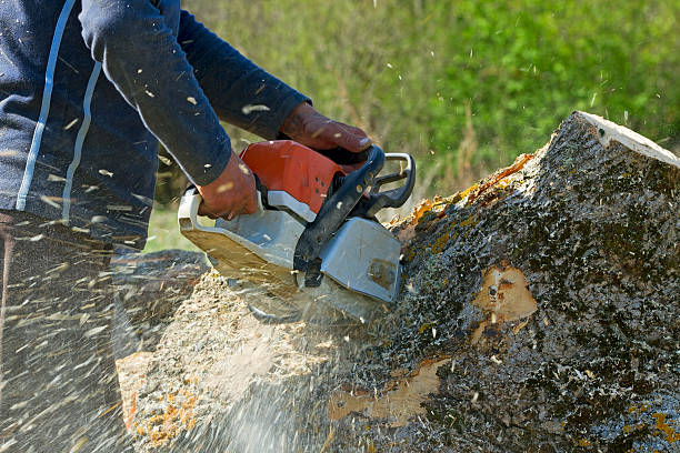 Trusted Dallas, OR Tree Services Experts