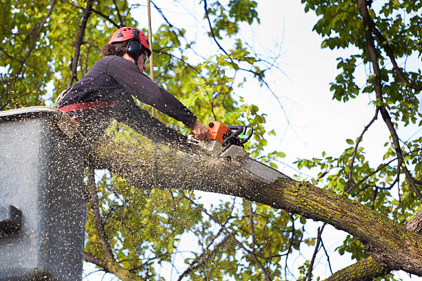 Best Storm Damage Tree Cleanup  in Dallas, OR